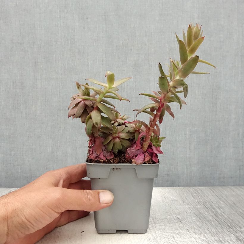 Exemplaar van Sempervivum Chick Charms Bing Cherry - Huislook Pot van 10 cm/11 cm zoals geleverd in de zomer