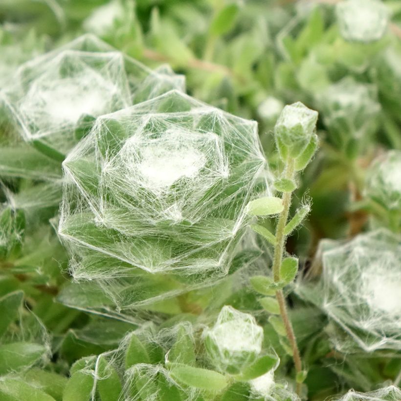 Sempervivum Chick Charms Cotton Candy - Huislook (Blad)