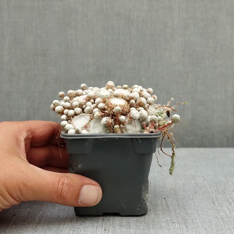 Exemplaar van Sempervivum arachnoideum Arctic White - Spinnenwebhuislook Kweekpotje van 8/9 cm zoals geleverd in de lente