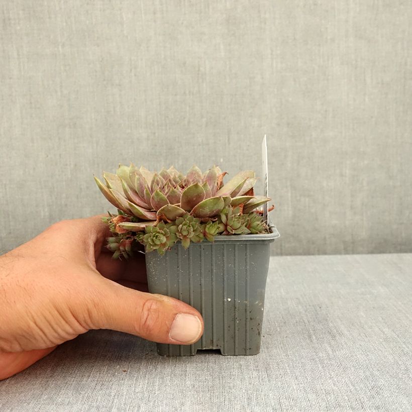 Exemplaar van Sempervivum Coconut Crystal - Huislook Kweekpotje van 8/9 cm zoals geleverd in de zomer