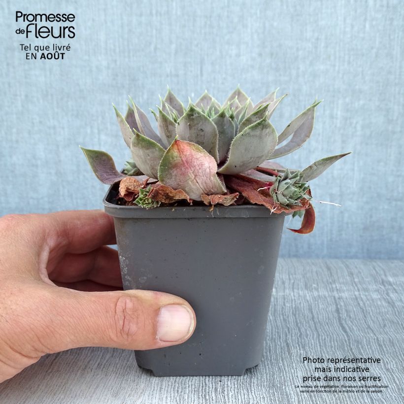 Exemplaar van Sempervivum Feldmaier - Huislook Kweekpotje van 8/9 cm zoals geleverd in de zomer