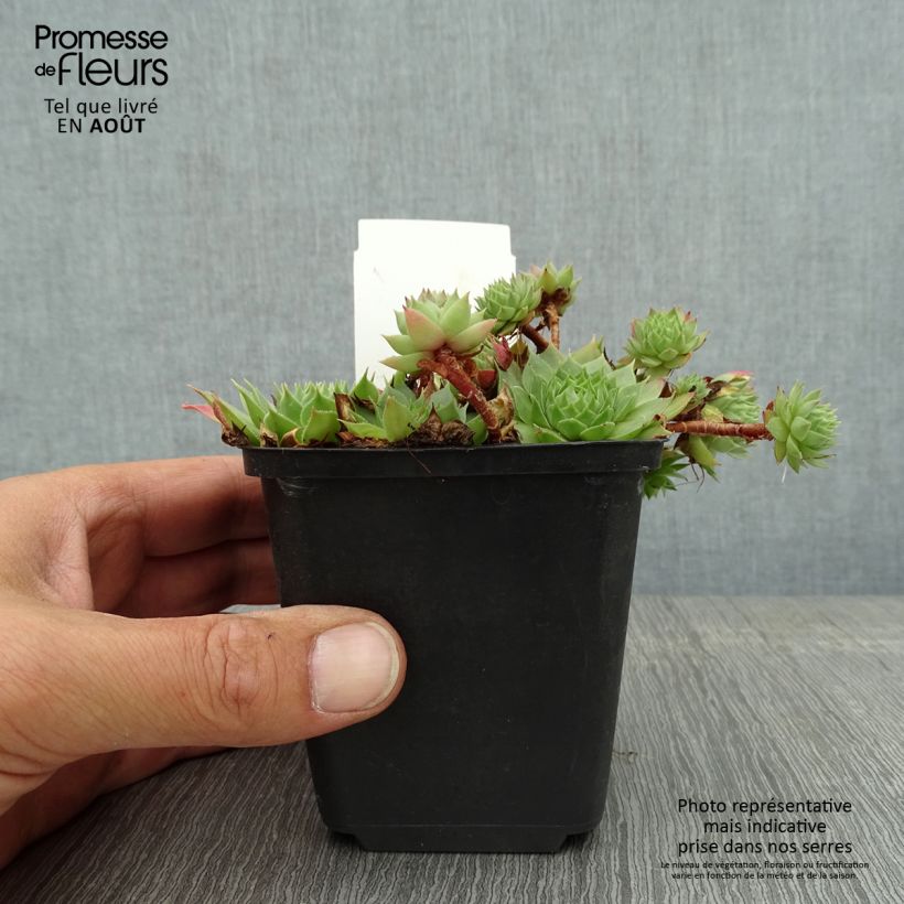Exemplaar van Sempervivum Gay Jester - Huislook Kweekpotje van 8/9 cm zoals geleverd in de zomer