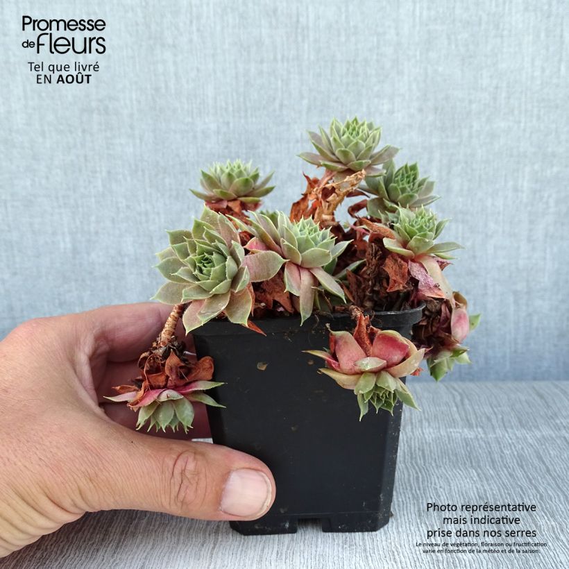 Exemplaar van Sempervivum Othello - Donderbaard Kweekpotje van 8/9 cm zoals geleverd in de zomer