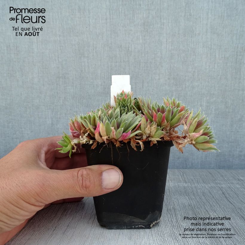 Exemplaar van Sempervivum Pilatus - Huislook Kweekpotje van 8/9 cm zoals geleverd in de zomer