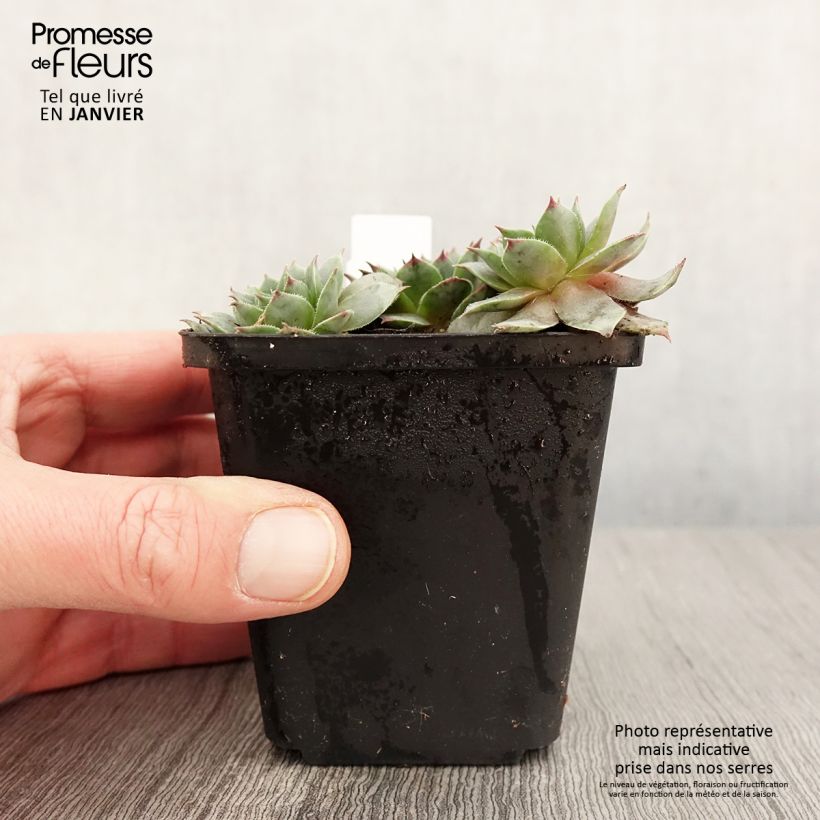 Example of Sempervivum Purple Beauty - Joubarbe bleu vert teinté de pourpre Kweekpotje van 8/9 cm as you get in hiver