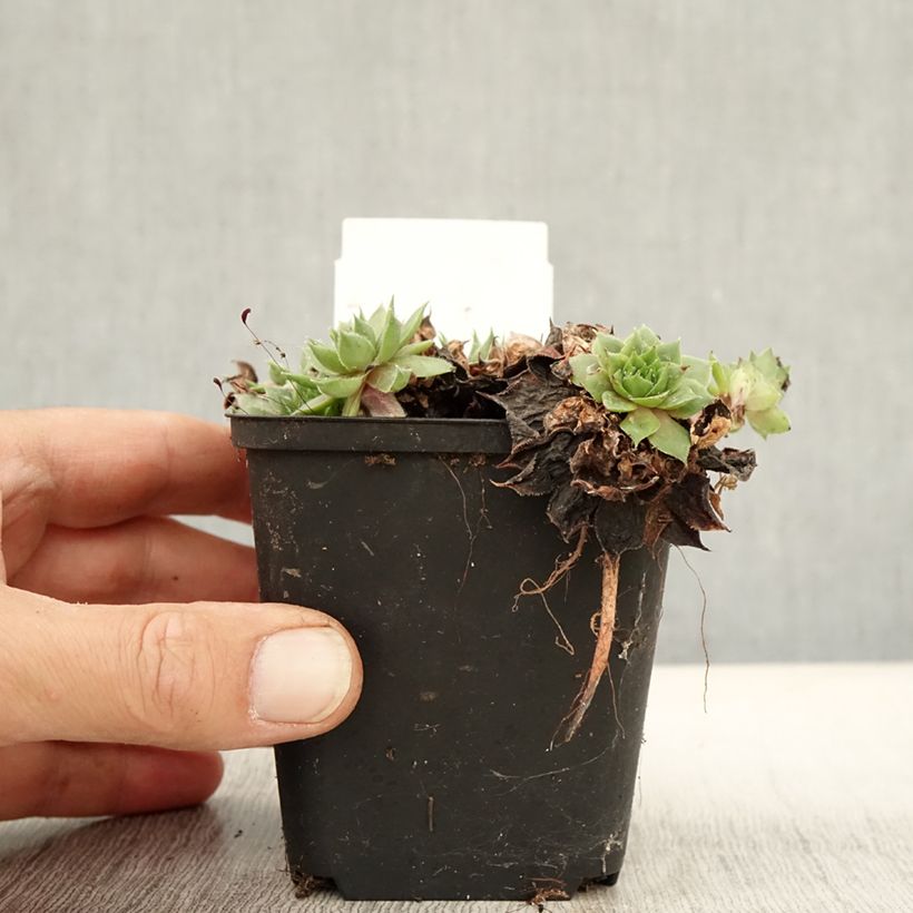 Exemplaar van Sempervivum Rauher Kulm - Huislook Kweekpotje van 8/9 cm zoals geleverd in de herfst