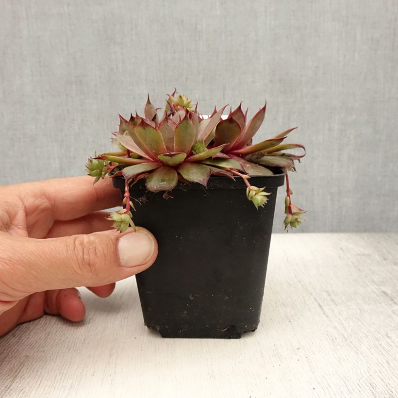 Exemplaar van Sempervivum Rauher Kulm - Huislook Kweekpotje van 8/9 cm zoals geleverd in de zomer