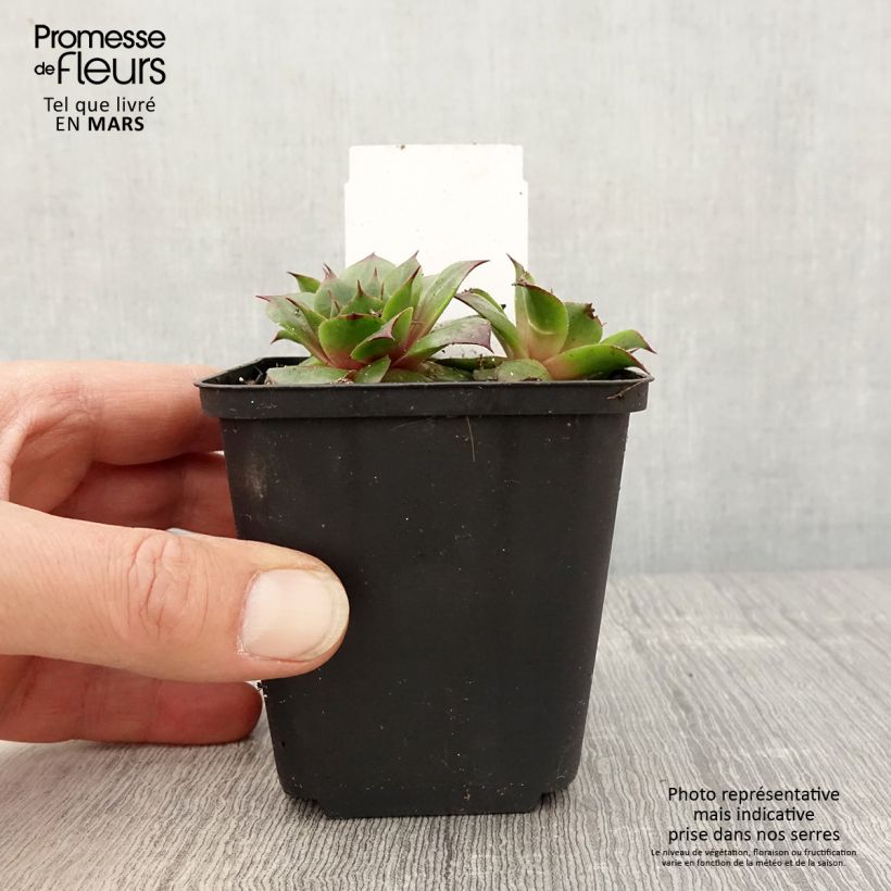 Exemplaar van Sempervivum Rauher Kulm - Huislook Kweekpotje van 8/9 cm zoals geleverd in de lente