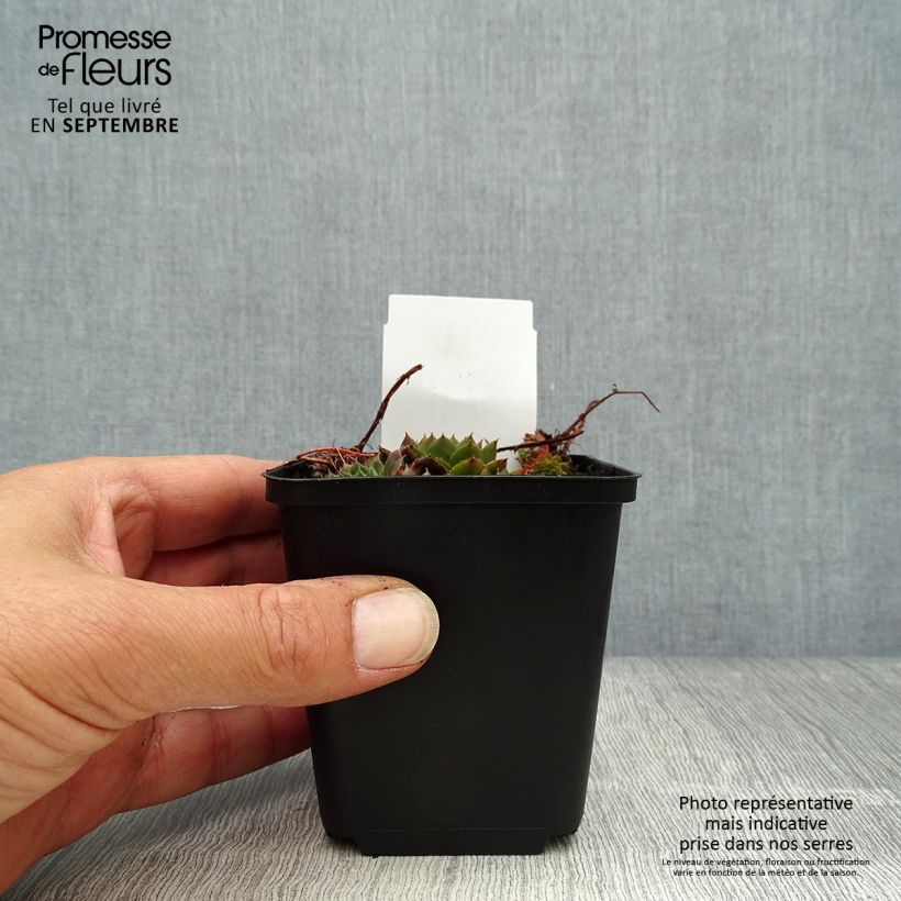 Exemplaar van Sempervivum Santis - Huislook Kweekpotje van 8/9 cm zoals geleverd in de herfst