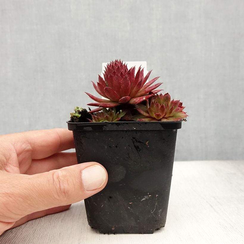 Exemplaar van Sempervivum Santis - Huislook Kweekpotje van 8/9 cm zoals geleverd in de zomer