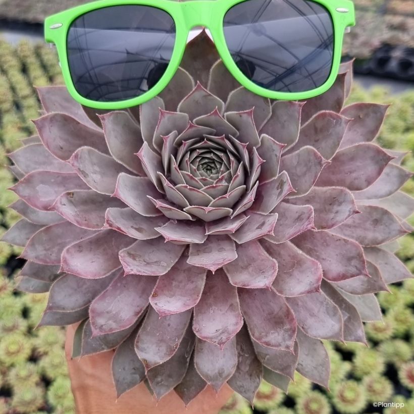 Sempervivum Chick Charms Giants Steel Appeal - Huislook (Groeiplaats)