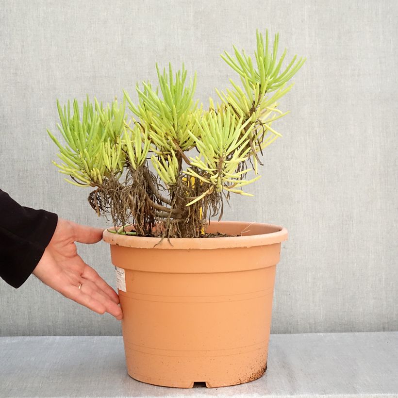 Exemplaar van Senecio cylindricus Pot van 7,5 l/10 l zoals geleverd in de herfst