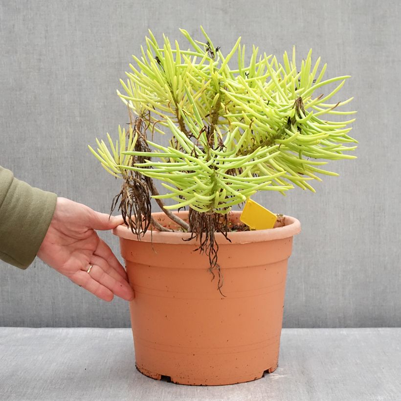 Example of Senecio cylindricus Pot van 7,5 l/10 l as you get in hiver