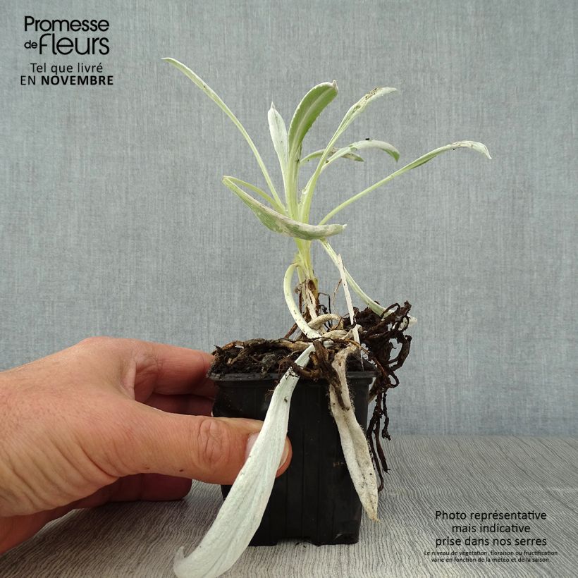 Exemplaar van Senecio Donkey's Ears - Cinéraire niveoaureus  Godet de 8/9 cm zoals geleverd in de herfst