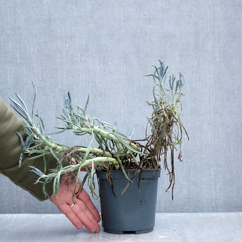 Example of Senecio ficoides Pot van 2 l/3 l as you get in hiver