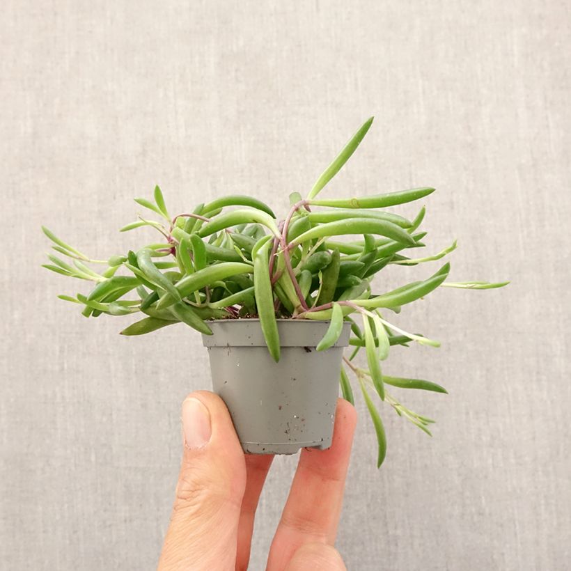 Example of Senecio herreianus Purple Flush - Erwtenplant Mini-plante as you get in printemps