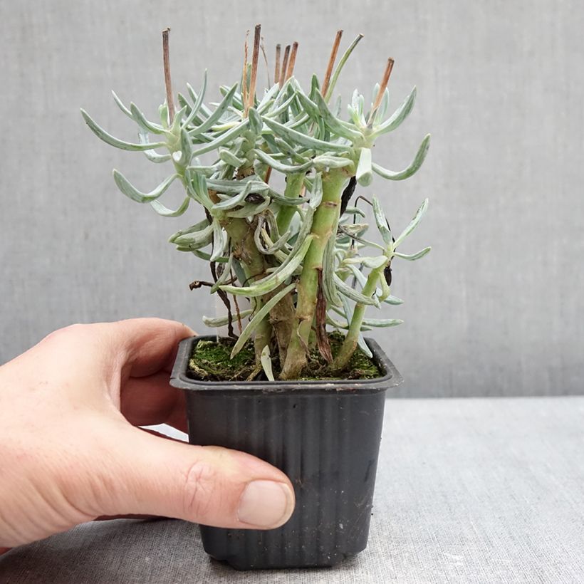 Example of Senecio serpens Dwarf Blue Kweekpotje van 8/9 cm as you get in hiver
