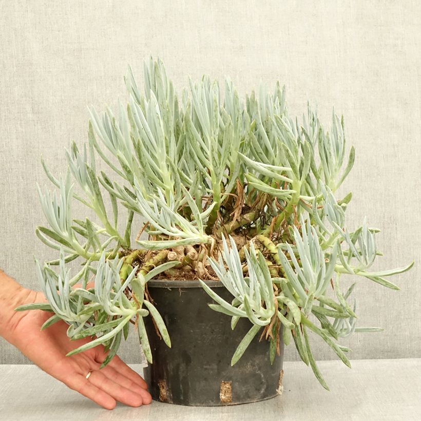 Example of Senecio serpens - Plante succulente Pot van 3 l/4 l as you get in ete