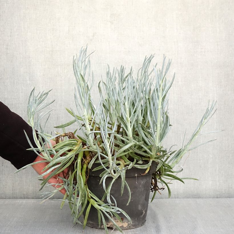 Exemplaar van Senecio serpens - Blauwe krijtplant Pot van 3 l/4 l zoals geleverd in de winter