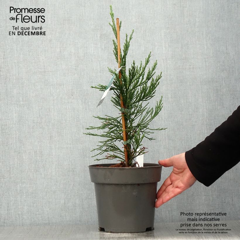 Exemplaar van Sequoiadendron giganteum Glaucum - Mammoetboom Pot van 4 l/5 l zoals geleverd in de herfst