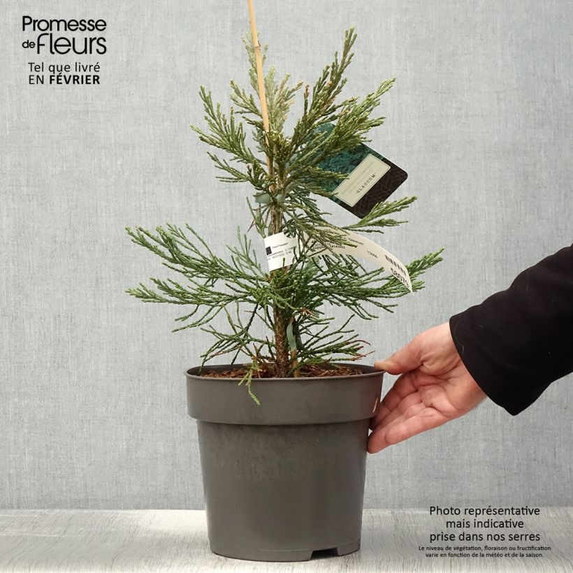Example of Séquoia géant - Sequoiadendron giganteum Glaucum         Pot van 4 l/5 l as you get in hiver