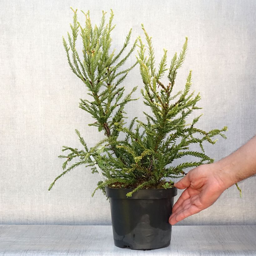 Exemplaar van Sequoia sempervirens Adpressa - Kustsequoia Pot van 3 l/4 l zoals geleverd in de zomer