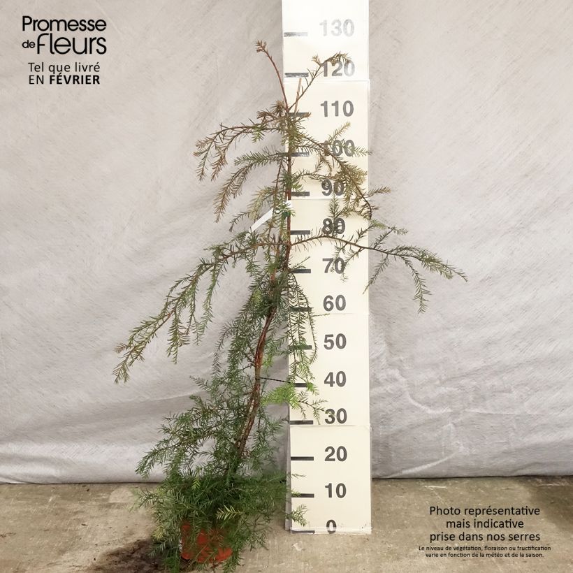 Example of Sequoia sempervirens - Séquoia à feuilles d'If Pot van 3 l/4 l as you get in hiver