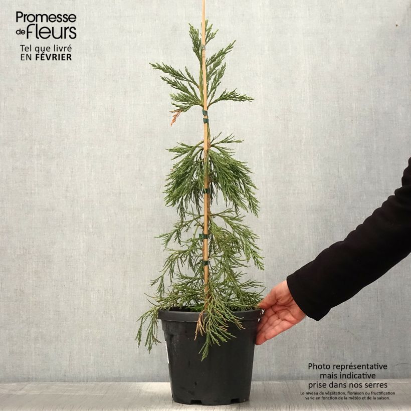 Example of Sequoiadendron giganteum Pendulum - Mammoetboom Pot van 4 l/5 l as you get in hiver