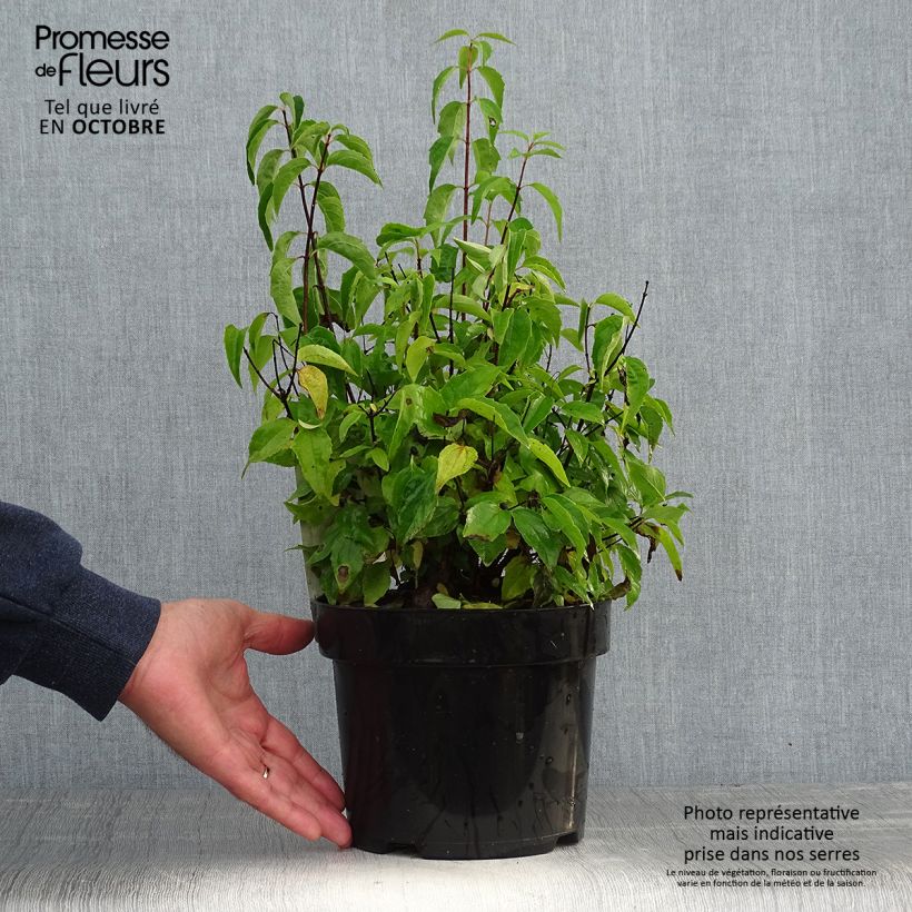 Exemplaar van Philadelphus Albâtre - Boerenjasmijn Pot van 3 l/4 l zoals geleverd in de herfst