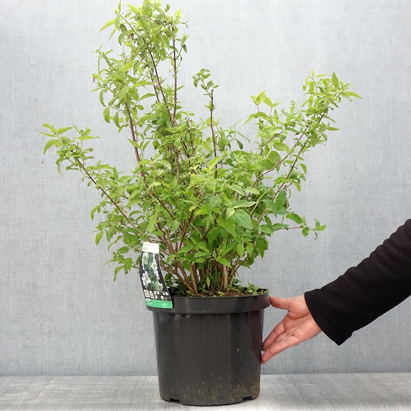 Example of Seringat blanc - Philadelphus Albâtre Pot van 7,5 l/10 l as you get in printemps