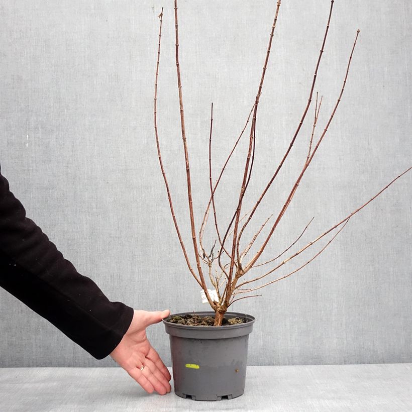 Example of Seringat blanc - Philadelphus Mrs E.L. Robinson Pot van 2 l/3 l as you get in hiver