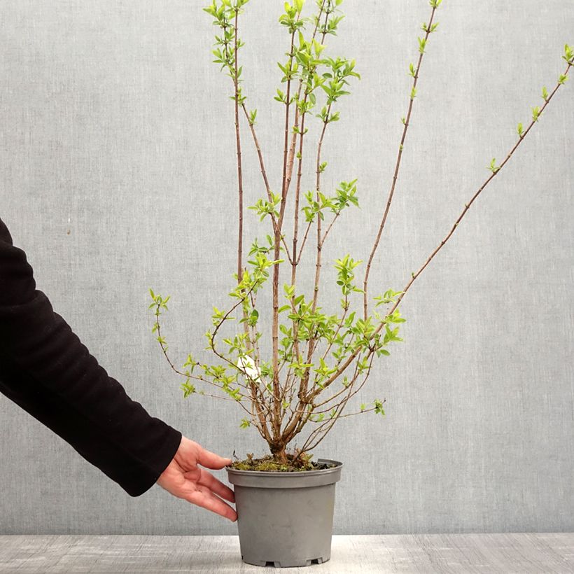 Exemplaar van Philadelphus Mrs E.L. Robinson - Boerenjasmijn Pot van 2 l/3 l zoals geleverd in de lente