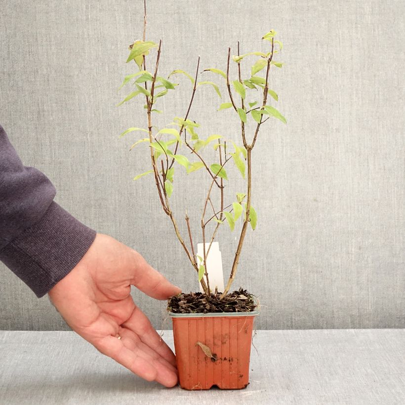 Exemplaar van Philadelphus lemoinei - Boerenjasmijn Kweekpotje van 8/9 cm zoals geleverd in de herfst