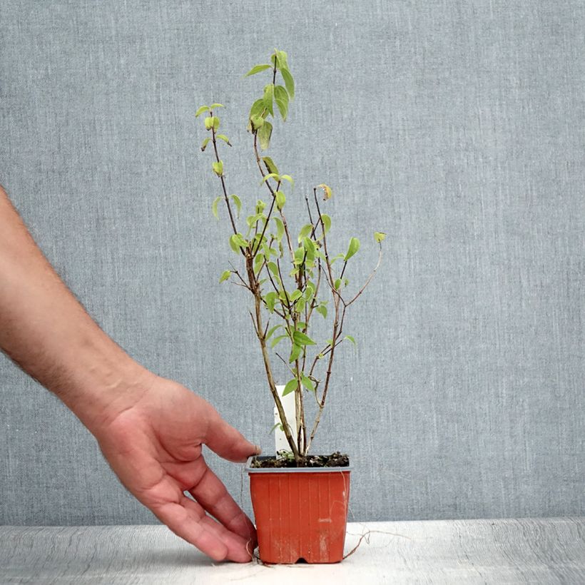 Exemplaar van Philadelphus lemoinei - Boerenjasmijn Kweekpotje van 8/9 cm zoals geleverd in de zomer