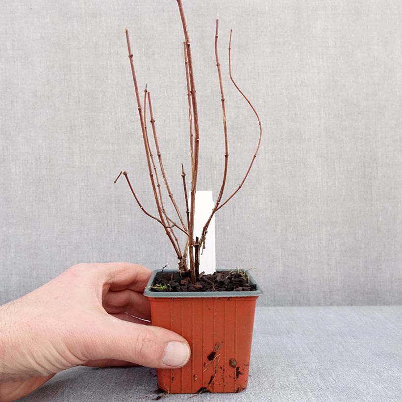 Example of Philadelphus lemoinei - Boerenjasmijn Kweekpotje van 8/9 cm as you get in hiver