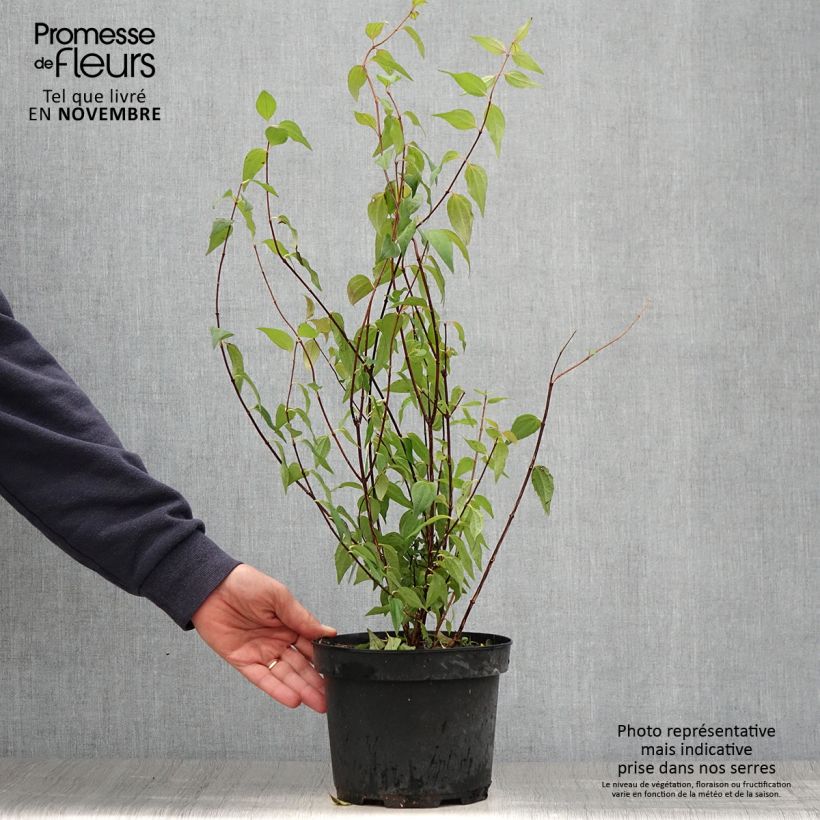 Exemplaar van Philadelphus lemoinei - Boerenjasmijn Pot van 3 l/4 l zoals geleverd in de herfst