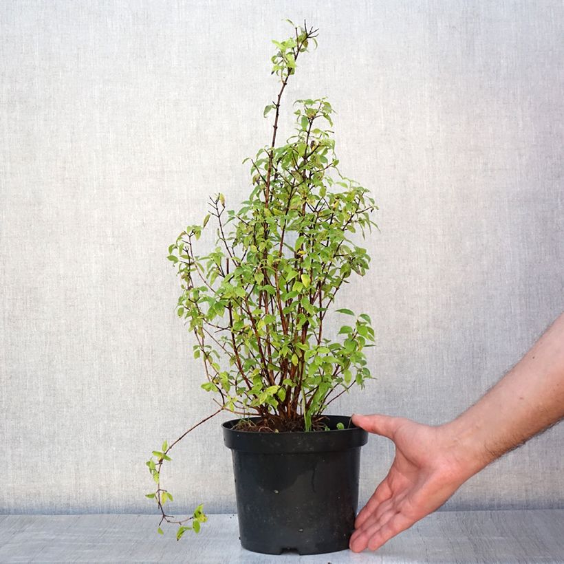 Exemplaar van Philadelphus lemoinei - Boerenjasmijn Pot van 3 l/4 l zoals geleverd in de zomer