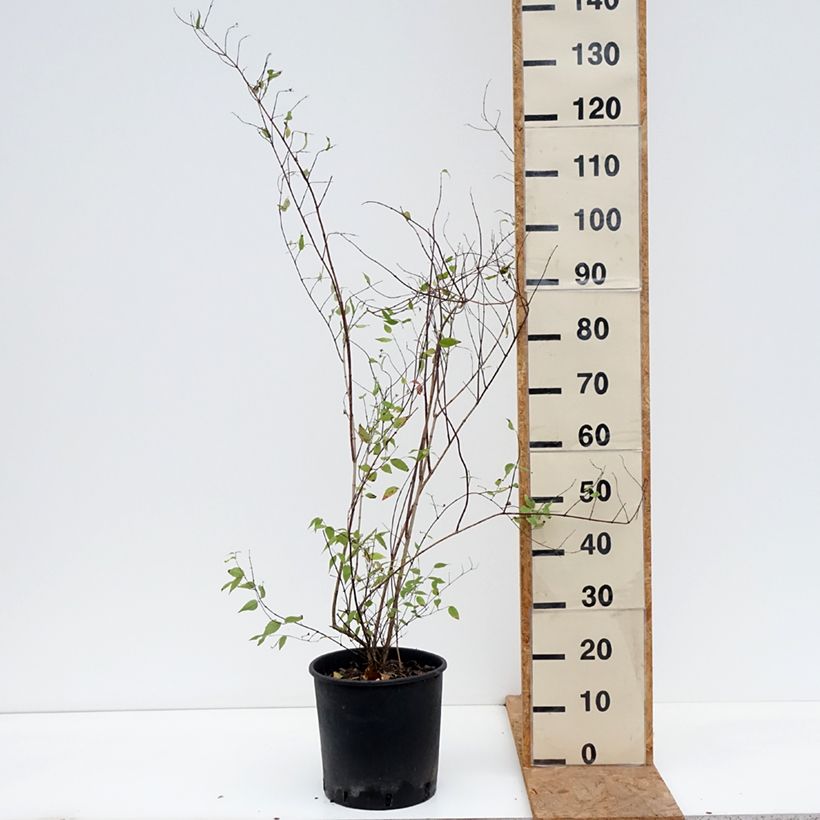 Exemplaar van Philadelphus lemoinei - Boerenjasmijn Pot van 7,5 l/10 l zoals geleverd in de herfst
