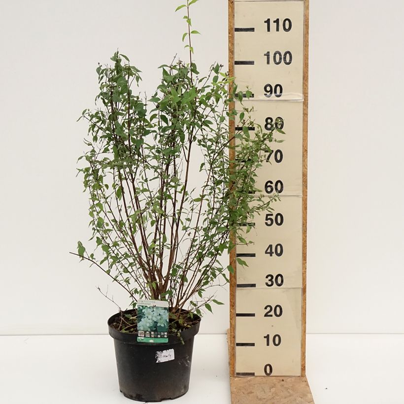 Example of Philadelphus lemoinei - Boerenjasmijn Pot van 7,5 l/10 l as you get in ete