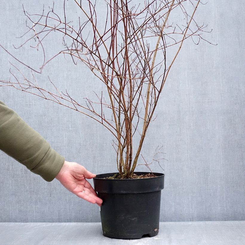 Exemplaar van Philadelphus lemoinei - Boerenjasmijn Pot van 7,5 l/10 l zoals geleverd in de winter