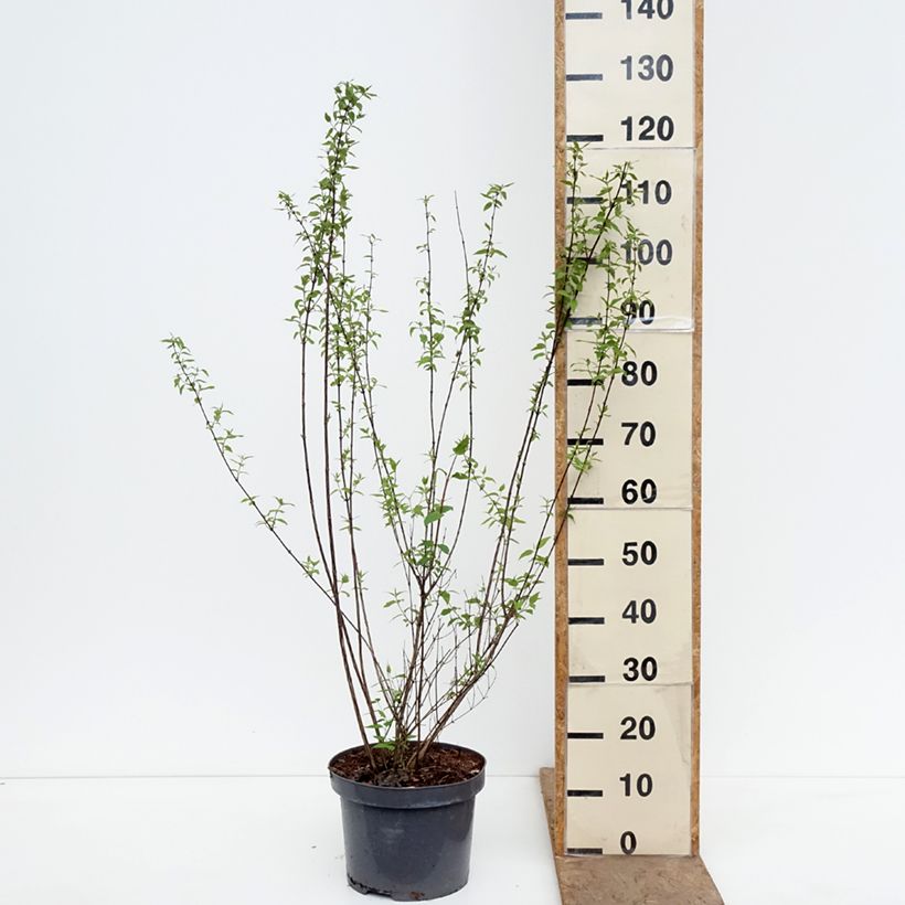 Exemplaar van Philadelphus lemoinei - Boerenjasmijn Pot van 7,5 l/10 l zoals geleverd in de lente