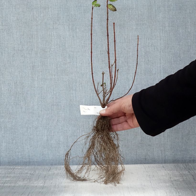 Example of Seringat de Lemoine - Philadelphus Manteau d'Hermine Naakte wortel as you get in hiver