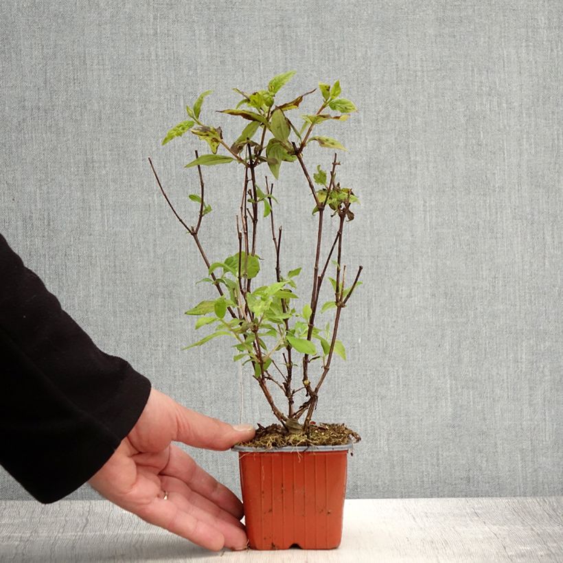 Exemplaar van Philadelphus Belle Etoile - Boerenjasmijn Kweekpotje van 8/9 cm zoals geleverd in de lente