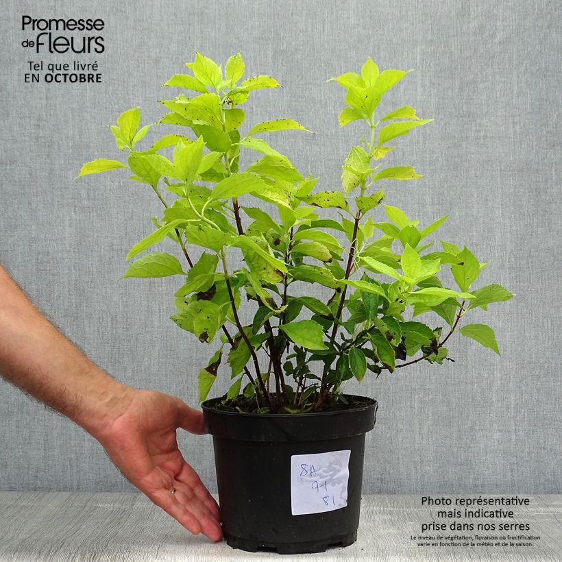Exemplaar van Philadelphus coronarius Aureus - Boerenjasmijn Pot van 2 l/3 l zoals geleverd in de herfst