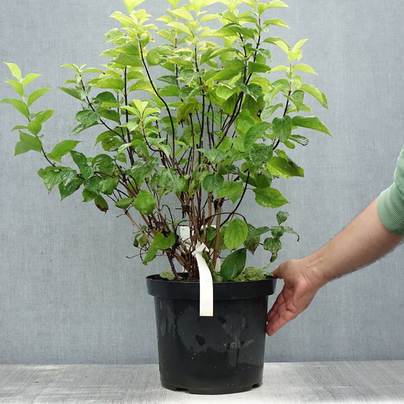 Exemplaar van Philadelphus coronarius Aureus - Boerenjasmijn Pot van 7,5 l/10 l zoals geleverd in de zomer