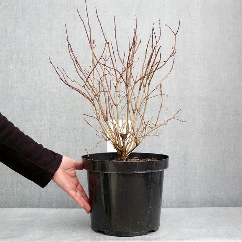 Example of Philadelphus coronarius Aureus - Boerenjasmijn Pot van 7,5 l/10 l as you get in hiver