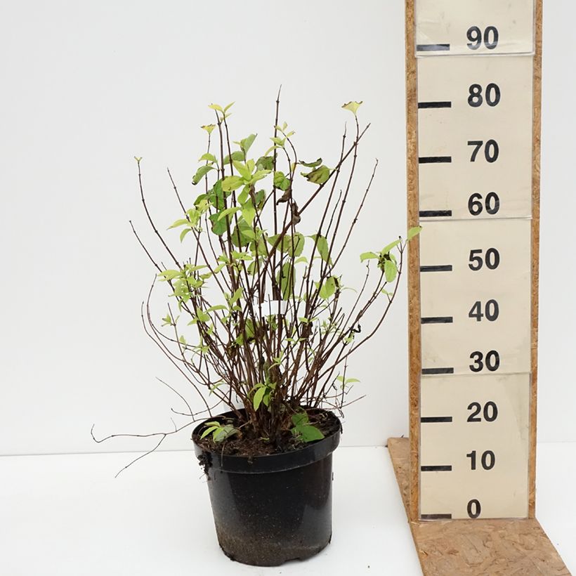 Exemplaar van Philadelphus coronarius Aureus - Boerenjasmijn Pot van 7,5 l/10 l zoals geleverd in de herfst