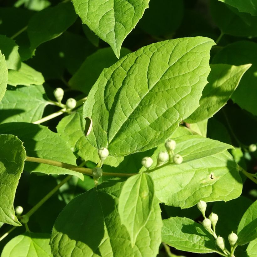 Philadelphus coronarius Godzisz - Boerenjasmijn (Blad)