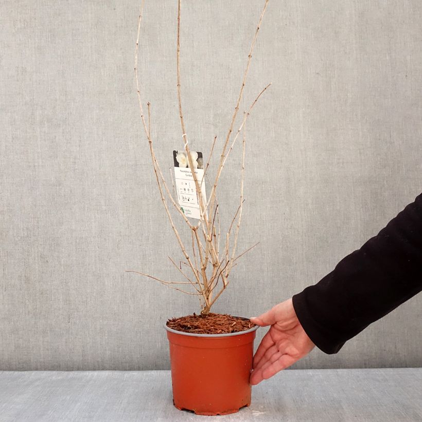 Example of Philadelphus coronarius Godzisz - Boerenjasmijn Pot van 3 l/4 l as you get in hiver