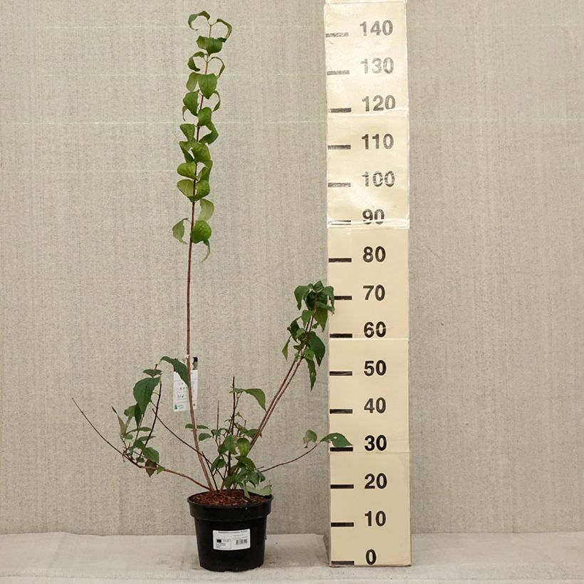 Exemplaar van Philadelphus coronarius Godzisz - Boerenjasmijn Pot van 3 l/4 l zoals geleverd in de herfst